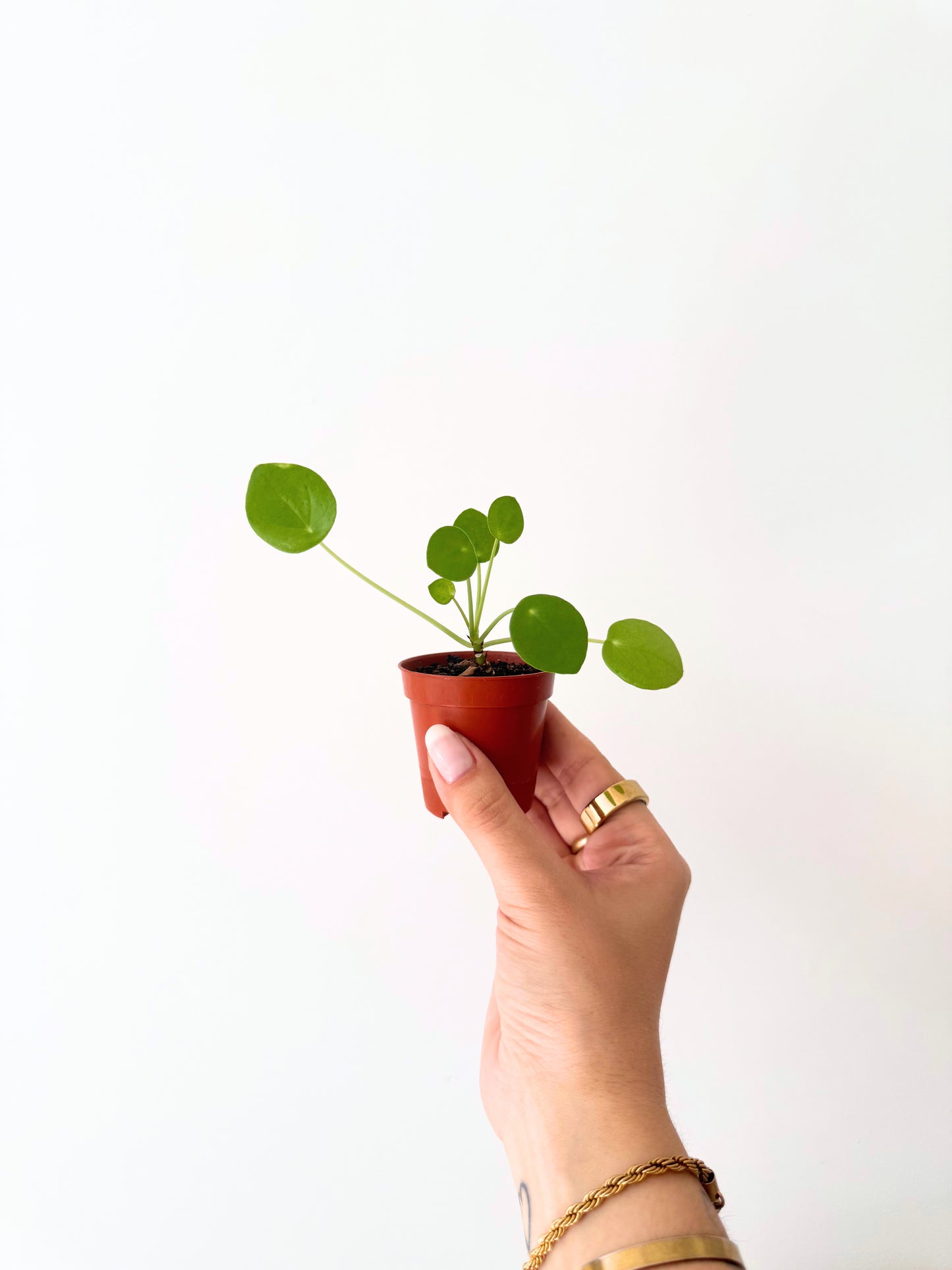 Mini Pilea D06