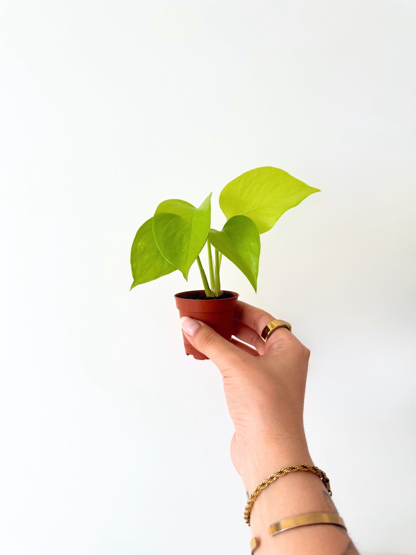 Mini Pothos néon D06