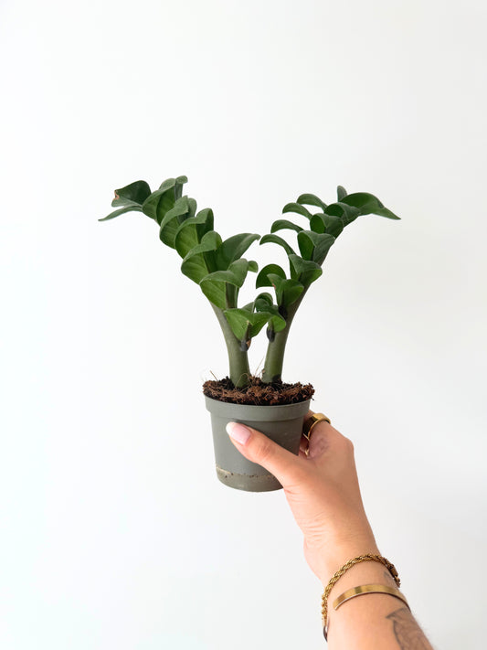 Zamioculcas D09