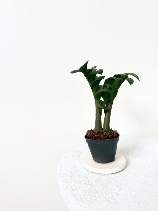 Mini Zamioculcas D06