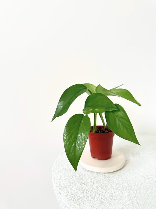 Mini Pothos D06