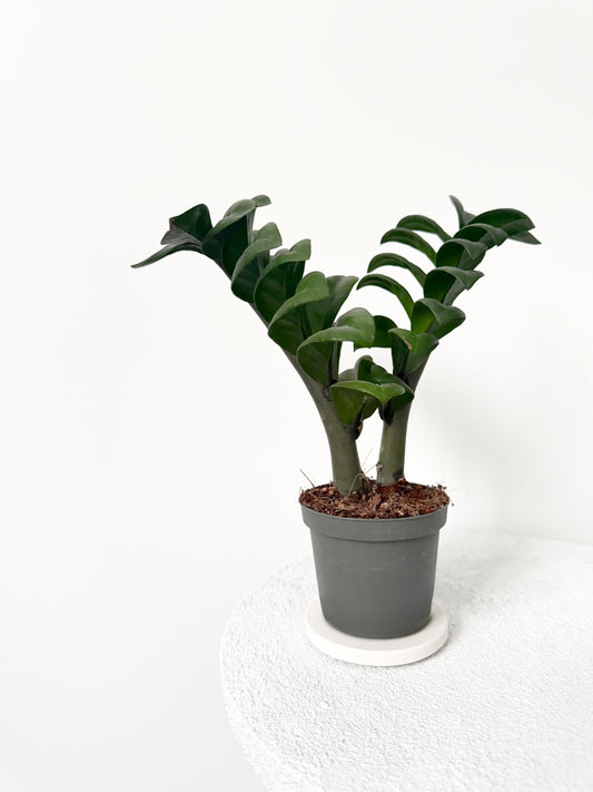 Zamioculcas D09