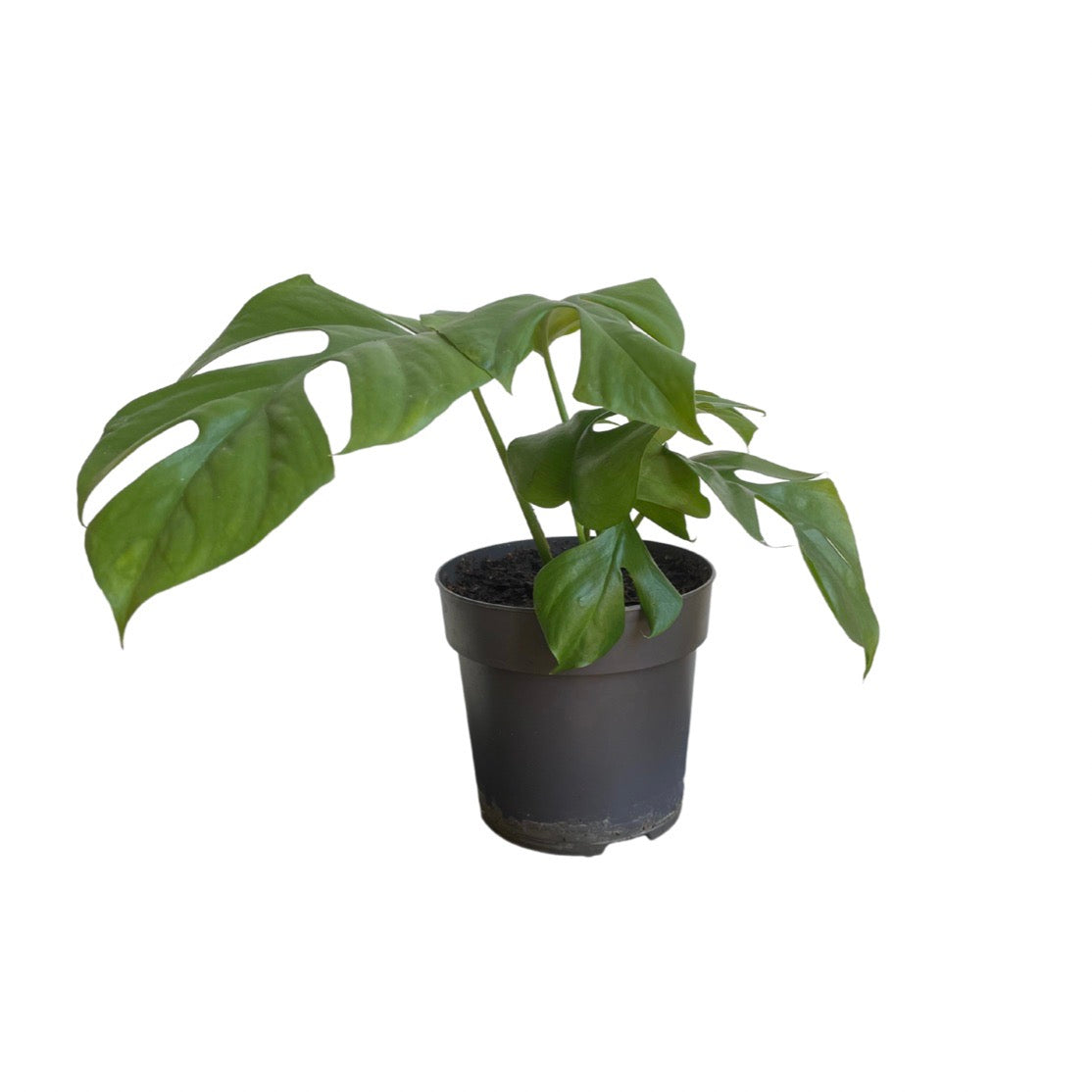 Monstera minima D10