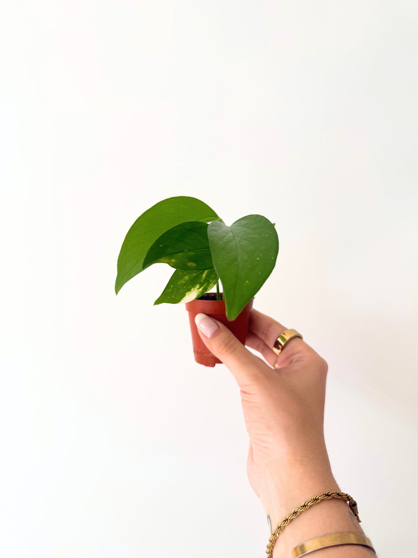 Mini Pothos D06