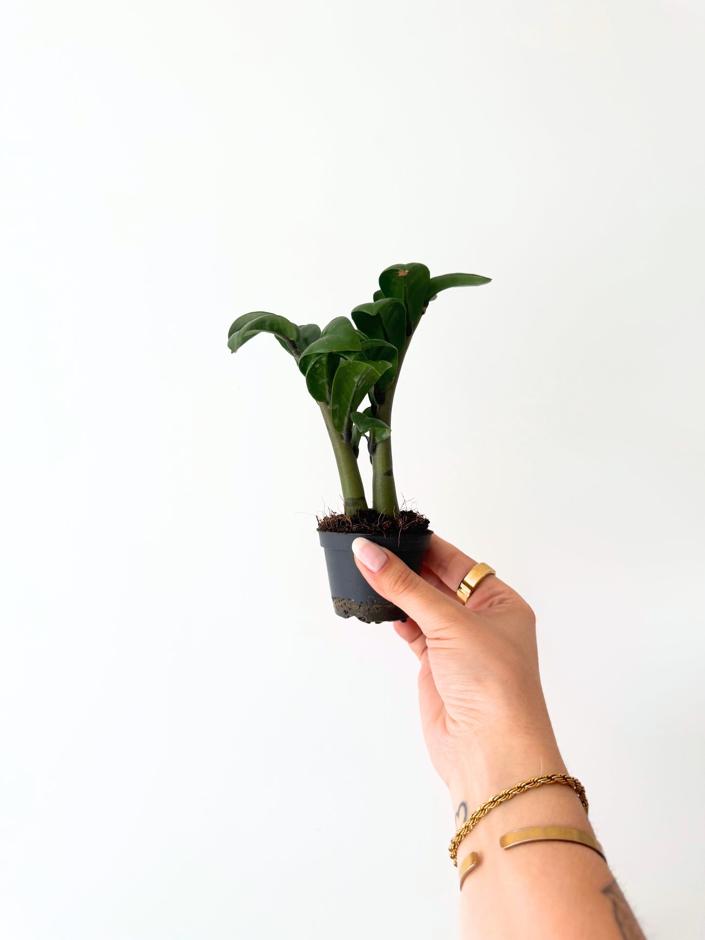 Mini Zamioculcas D06