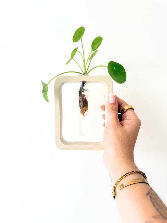 Station de bouturage SUN