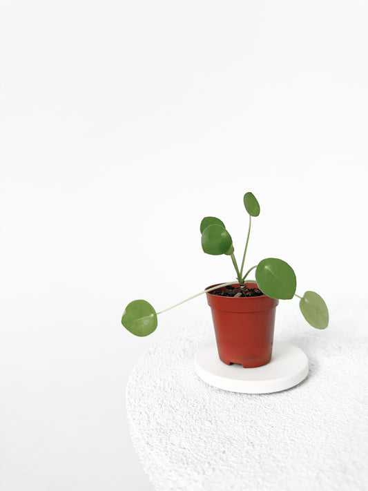 Mini Pilea D06