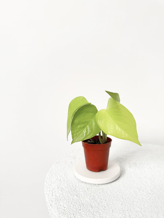 Mini Pothos néon D06