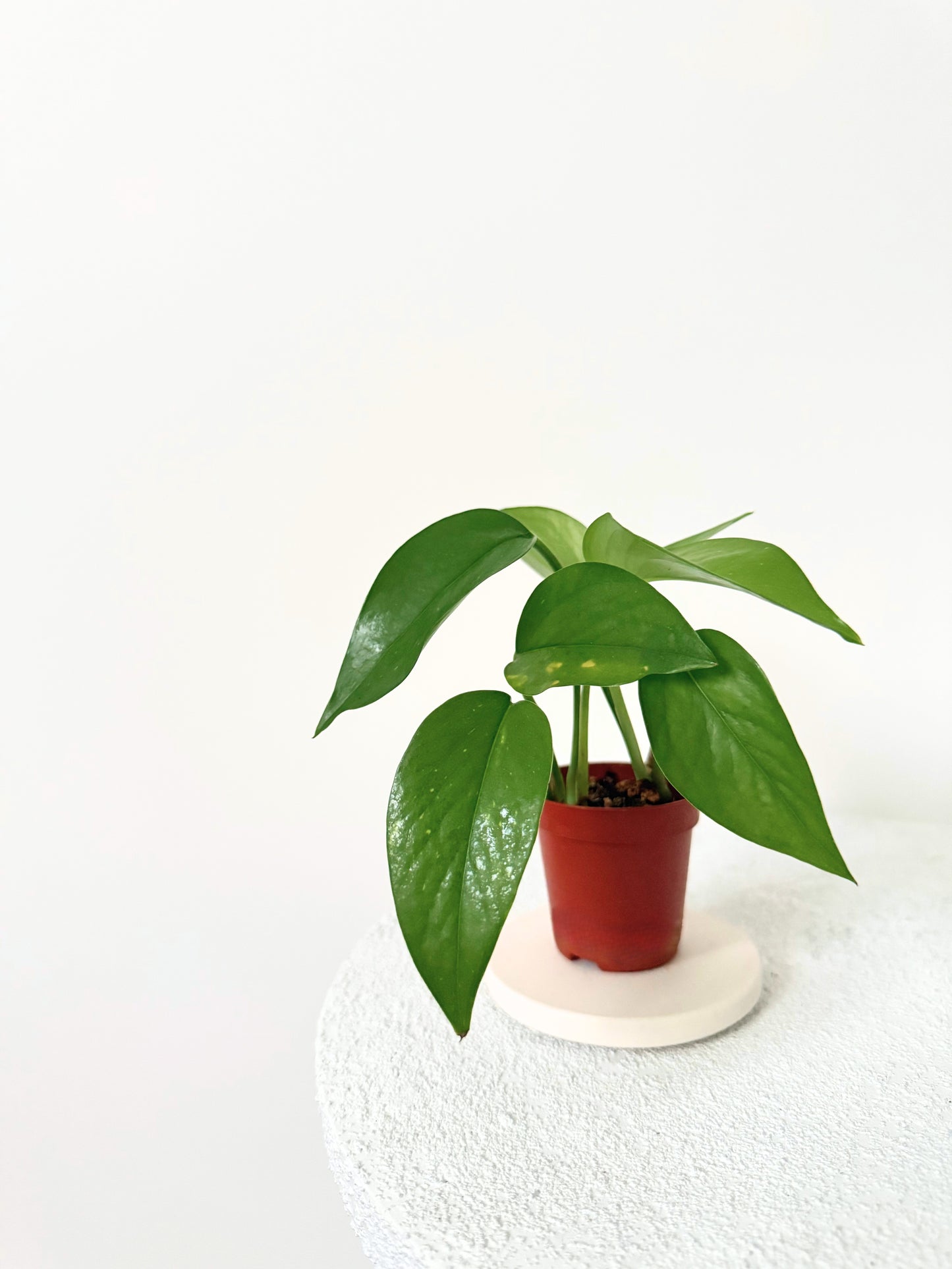 Mini Pothos D06