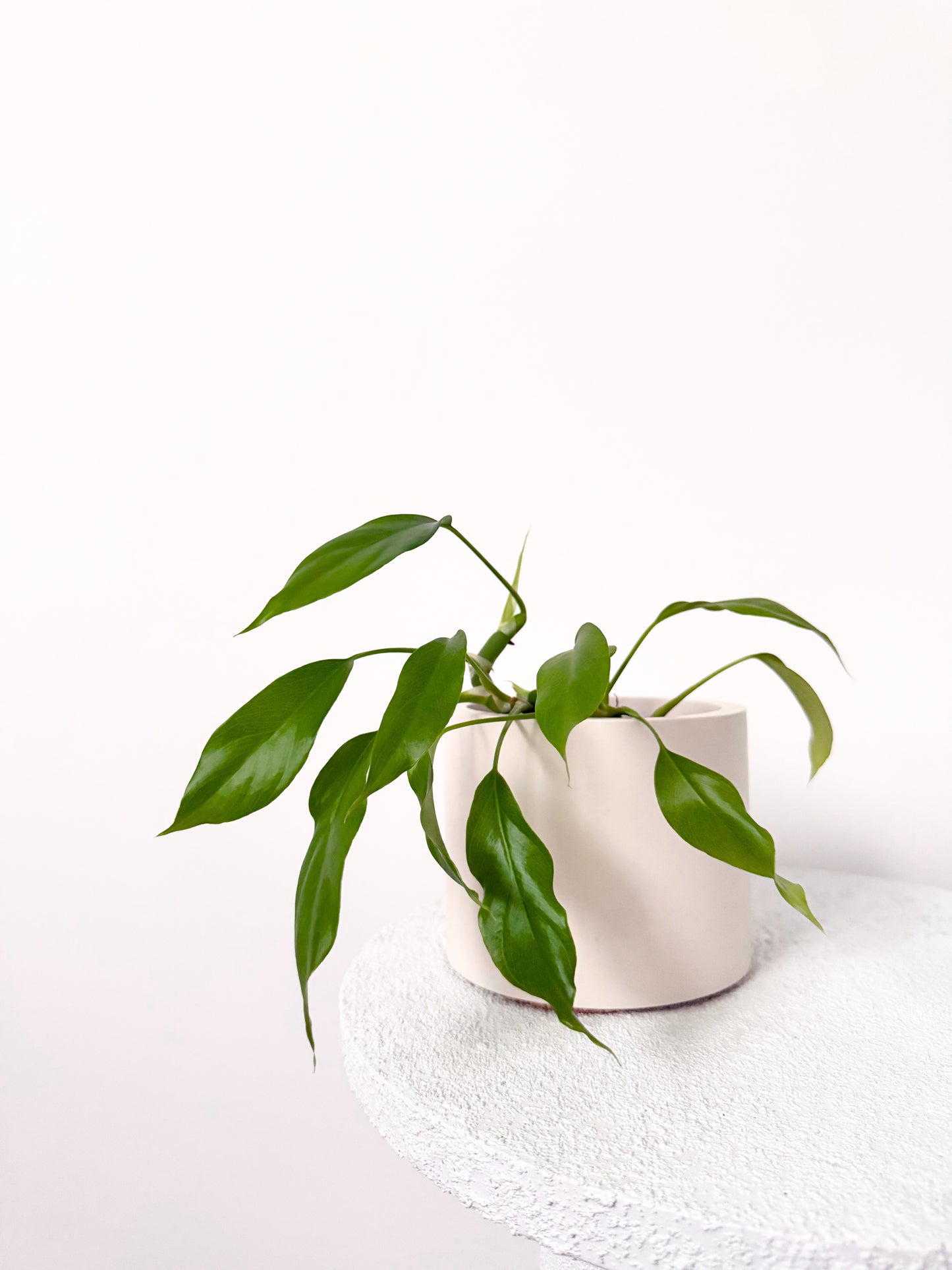 Monstera minima D10