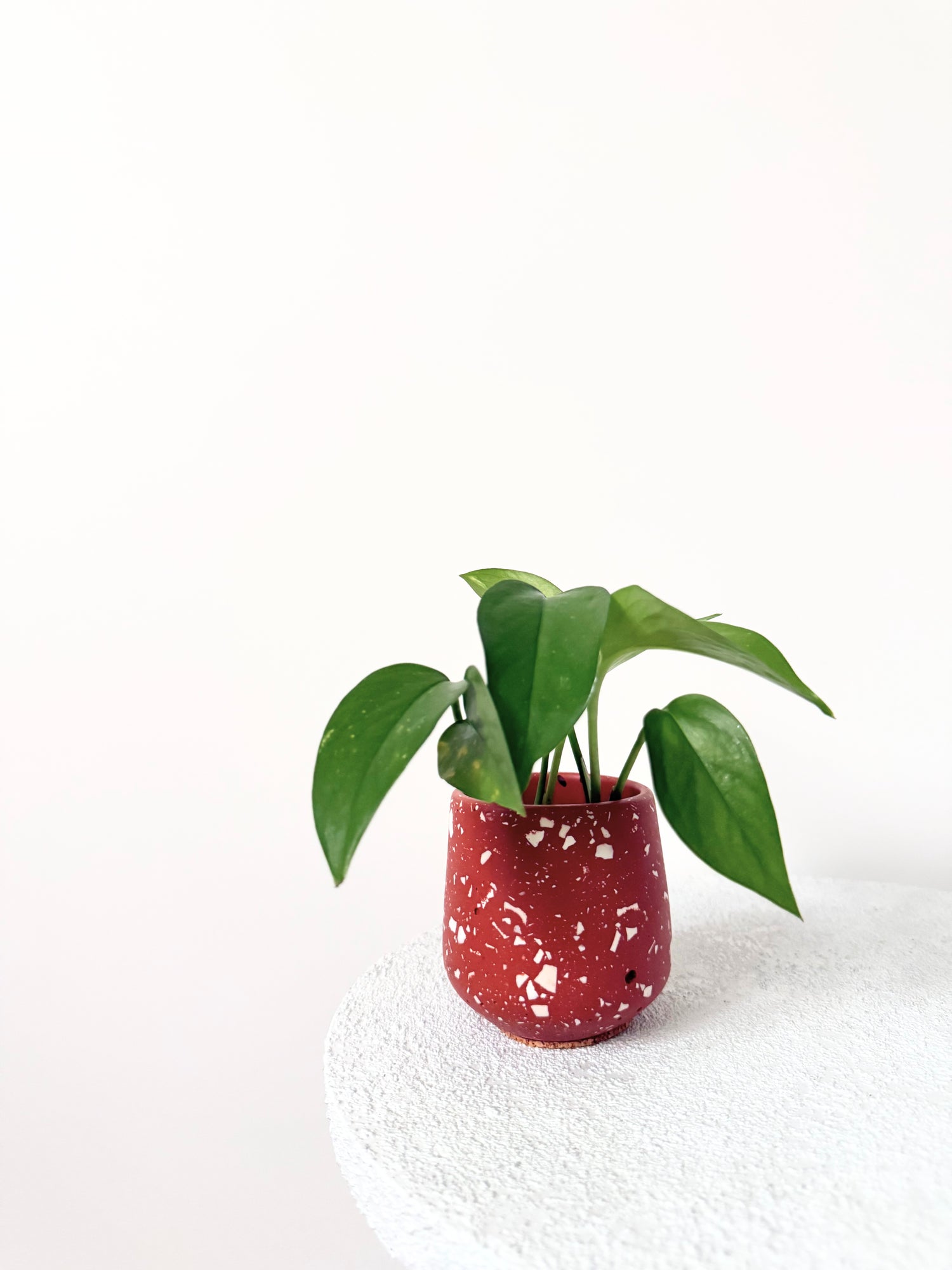 Plantes & cache-pots